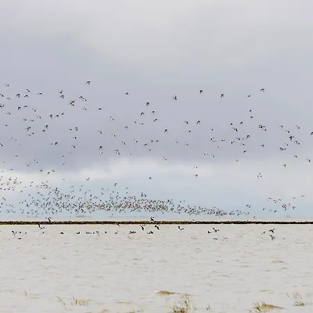Haus Strandflieder * ドルム・ノイフェルト