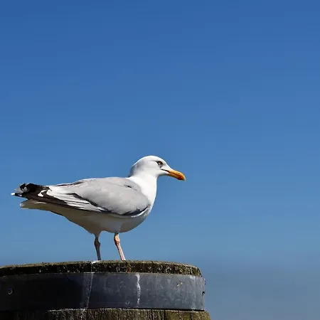 別荘 Haus Strandflieder ドルム・ノイフェルト