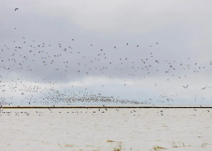 Haus Strandflieder * دورم نيوفيلد