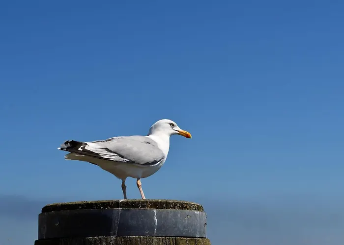 بيت للعطل Haus Strandflieder دورم نيوفيلد